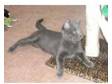 Female Grey / Blue Kitten - 4 months old needs loving....