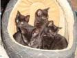 5 Cute kittens for sale in harrow (£25). I have five....