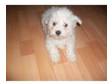 beautiful 7 1/2 wks old bichon frise has been wormed and....