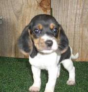 Beagle puppies ready to go now