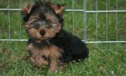 BeautifullTea Cup Yorkshire Terrier Puppies For Sale