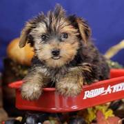 Yorkshire Terriers puppies for sale