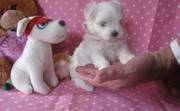 awesom maltese puppies for loving homes