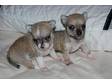 Pedigree S/C Chihuahua Puppies For Sale I have two male....