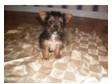 yorkie x jack russell 8 wks old has been wormed and had....