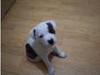 2 Lovely Staff Pups Ready Now -- (£300). 2 LOVELY STAFF....