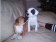 Staff Puppies Ready Now 2 Lovely Staff Pups -- (£275). 2....