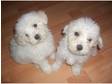 beautiful 7 1 / 2 wks old bichon frise puppies