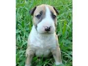 Good looking English Bull Terrier Puppies for sale